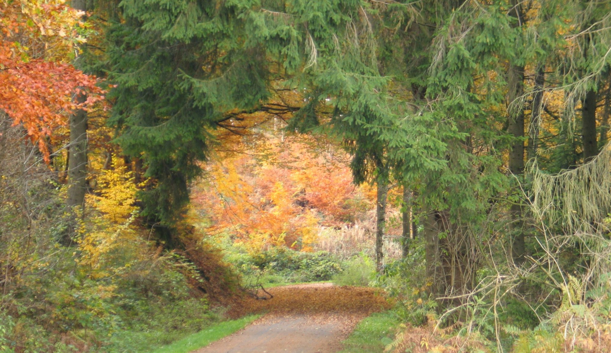 Javiers Bücherkoffer
