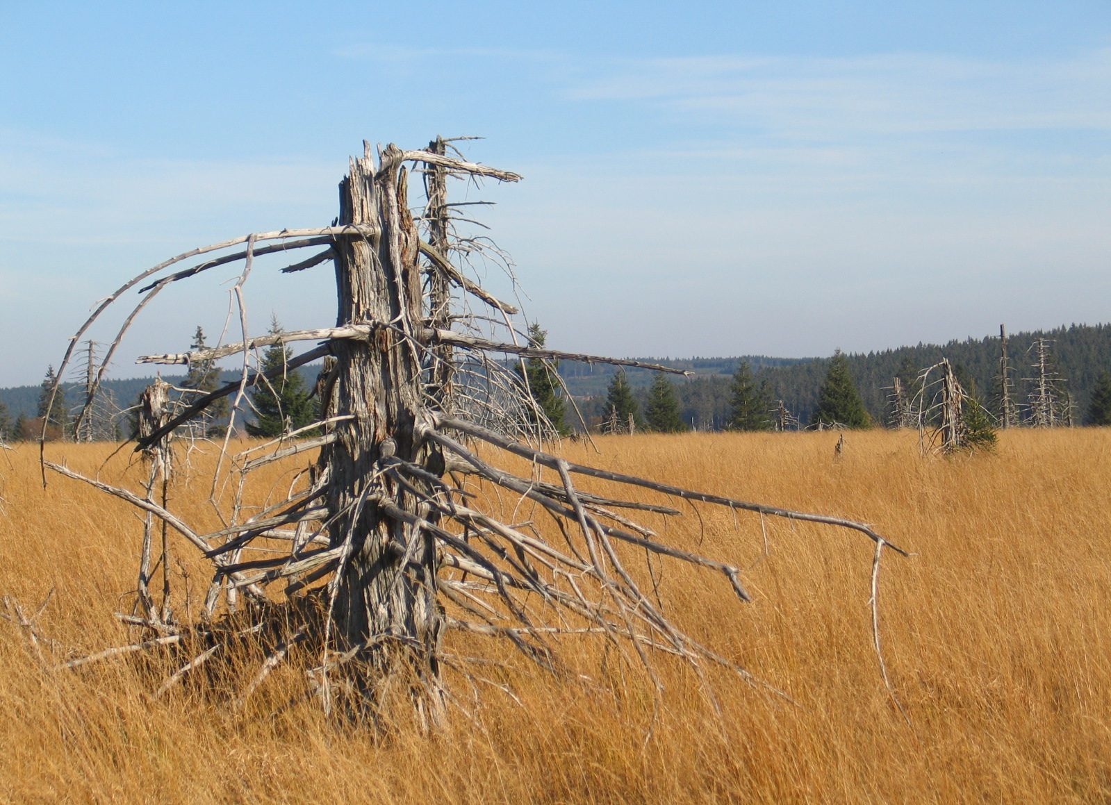 Javiers Bücherkoffer